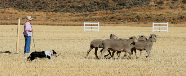 Sheep dog trials - herd em out. Credit Carol Waller 2012