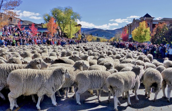 Trailing of the Sheep Festival Parade - sheep band best. Credit Carol Waller 2014